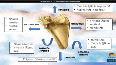 Movimientos de la escápula